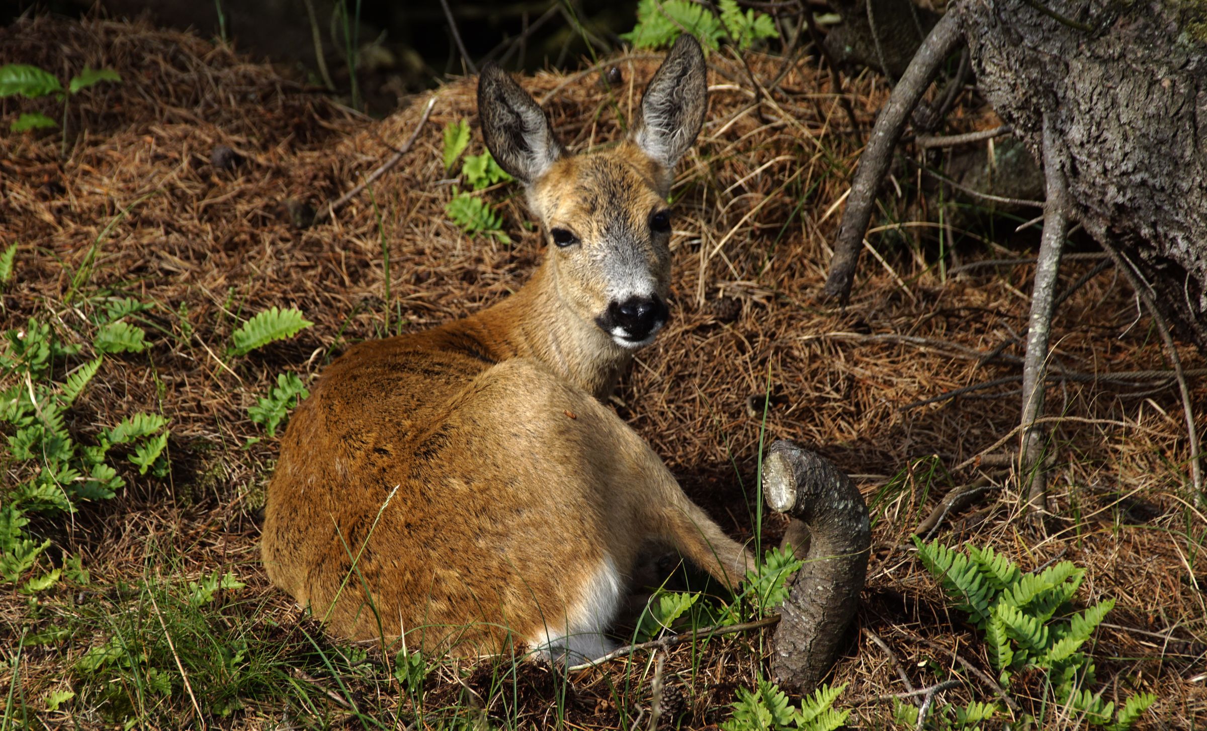 Vejers Strand Reh Garten 7.00 Uhr